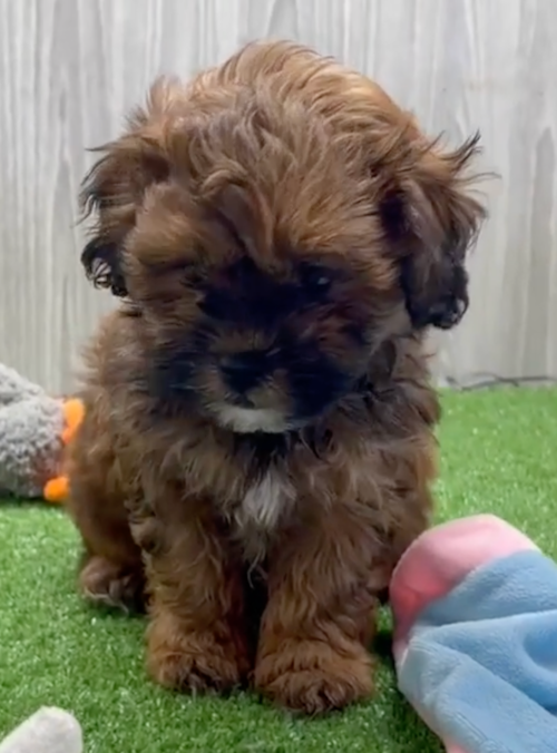 tricolor shih poo puppy sitting on artificial grass